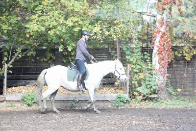  Halsringreiten