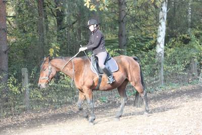  Halsringreiten