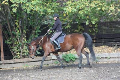  Halsringreiten