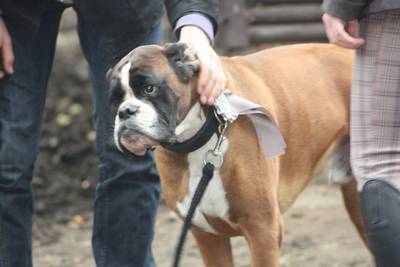  die Schleife fuer Faust