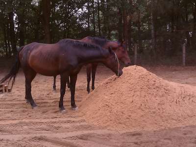 der Reitplatz wird aufgefuellt