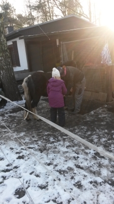 Hufe auskratzen