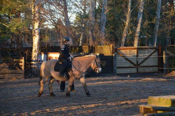 Longe mit Lotti